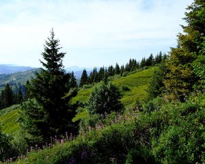 Превью обои лужайка, деревья, кусты, трава, горы, пейзаж