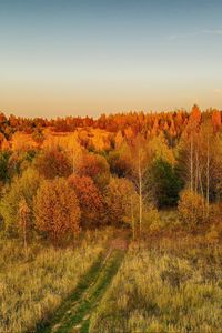 Превью обои лужайка, деревья, осень, пейзаж, вид сверху