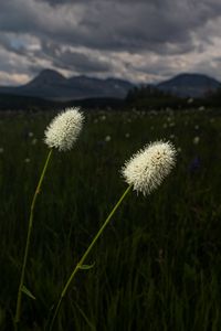 Превью обои лужайка, трава, цветы, дикий, пейзаж