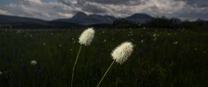 Превью обои лужайка, трава, цветы, дикий, пейзаж