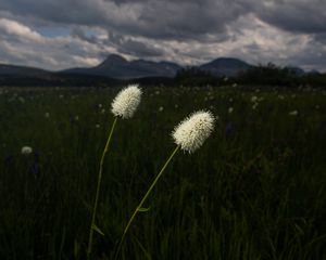 Превью обои лужайка, трава, цветы, дикий, пейзаж