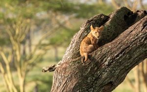 Превью обои львенок, детеныш, милый, дерево