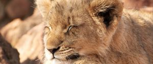 Превью обои львенок, лев, сон, животное, милый