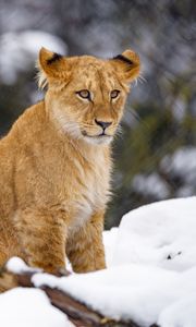 Превью обои львенок, лев, животное, большая кошка, снег, дикая природа