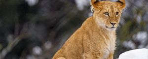 Превью обои львенок, лев, животное, большая кошка, снег, дикая природа