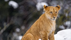 Превью обои львенок, лев, животное, большая кошка, снег, дикая природа