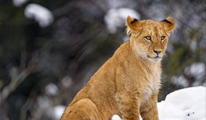Превью обои львенок, лев, животное, большая кошка, снег, дикая природа
