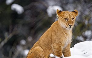 Превью обои львенок, лев, животное, большая кошка, снег, дикая природа