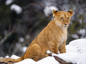 Превью обои львенок, лев, животное, большая кошка, снег, дикая природа