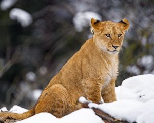 Превью обои львенок, лев, животное, большая кошка, снег, дикая природа