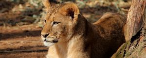 Превью обои львенок, лев, животное, большая кошка, коричневый