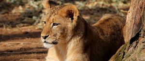 Превью обои львенок, лев, животное, большая кошка, коричневый