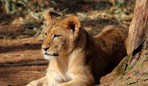 Превью обои львенок, лев, животное, большая кошка, коричневый