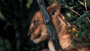 Превью обои львенок, лев, животное, милый