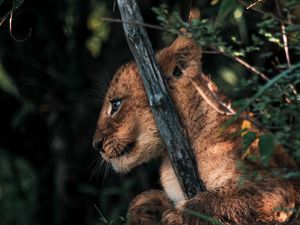 Превью обои львенок, лев, животное, милый