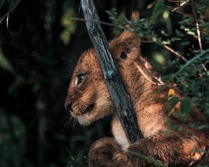 Превью обои львенок, лев, животное, милый