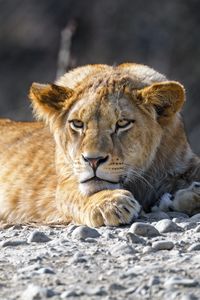 Превью обои львенок, лев, животное, большая кошка, дикий