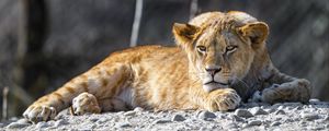 Превью обои львенок, лев, животное, большая кошка, дикий