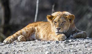 Превью обои львенок, лев, животное, большая кошка, дикий