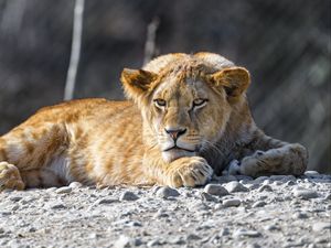 Превью обои львенок, лев, животное, большая кошка, дикий