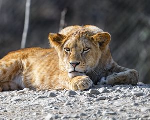 Превью обои львенок, лев, животное, большая кошка, дикий