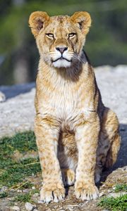 Превью обои львенок, лев, животное, большая кошка