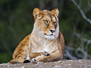 Превью обои львица, большая кошка, дикий, хищник