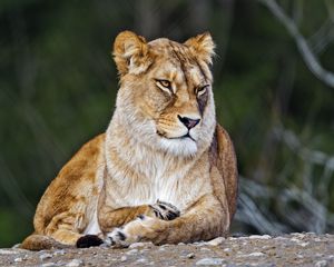 Превью обои львица, большая кошка, дикий, хищник