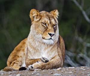 Превью обои львица, большая кошка, дикий, хищник