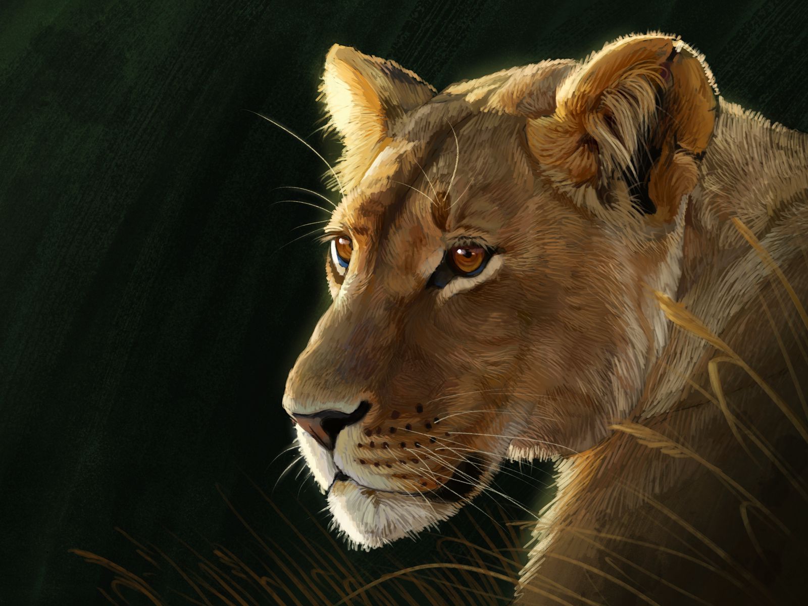 Львица рисунок