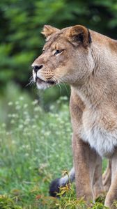 Превью обои львица, большая кошка, хищник, взгляд, дикая природа