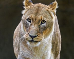 Превью обои львица, большая кошка, хищник, взгляд, походка