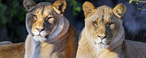 Превью обои львица, большая кошка, хищник, взгляд, дикий, животное