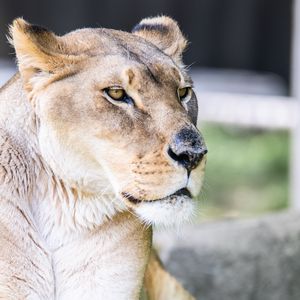 Превью обои львица, большая кошка, хищник