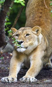 Превью обои львица, большая кошка, морда, когти