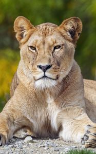 Превью обои львица, большая кошка, взгляд, животное, хищник