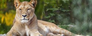 Превью обои львица, большая кошка, взгляд, животное, хищник