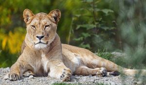 Превью обои львица, большая кошка, взгляд, животное, хищник
