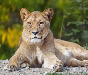 Превью обои львица, большая кошка, взгляд, животное, хищник