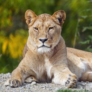 Превью обои львица, большая кошка, взгляд, животное, хищник