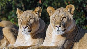 Превью обои львица, большая кошка, животное, хищник, дикий
