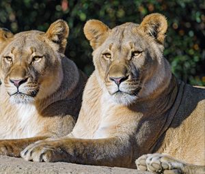 Превью обои львица, большая кошка, животное, хищник, дикий