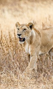 Превью обои львица, хищник, большая кошка, дикая природа, трава