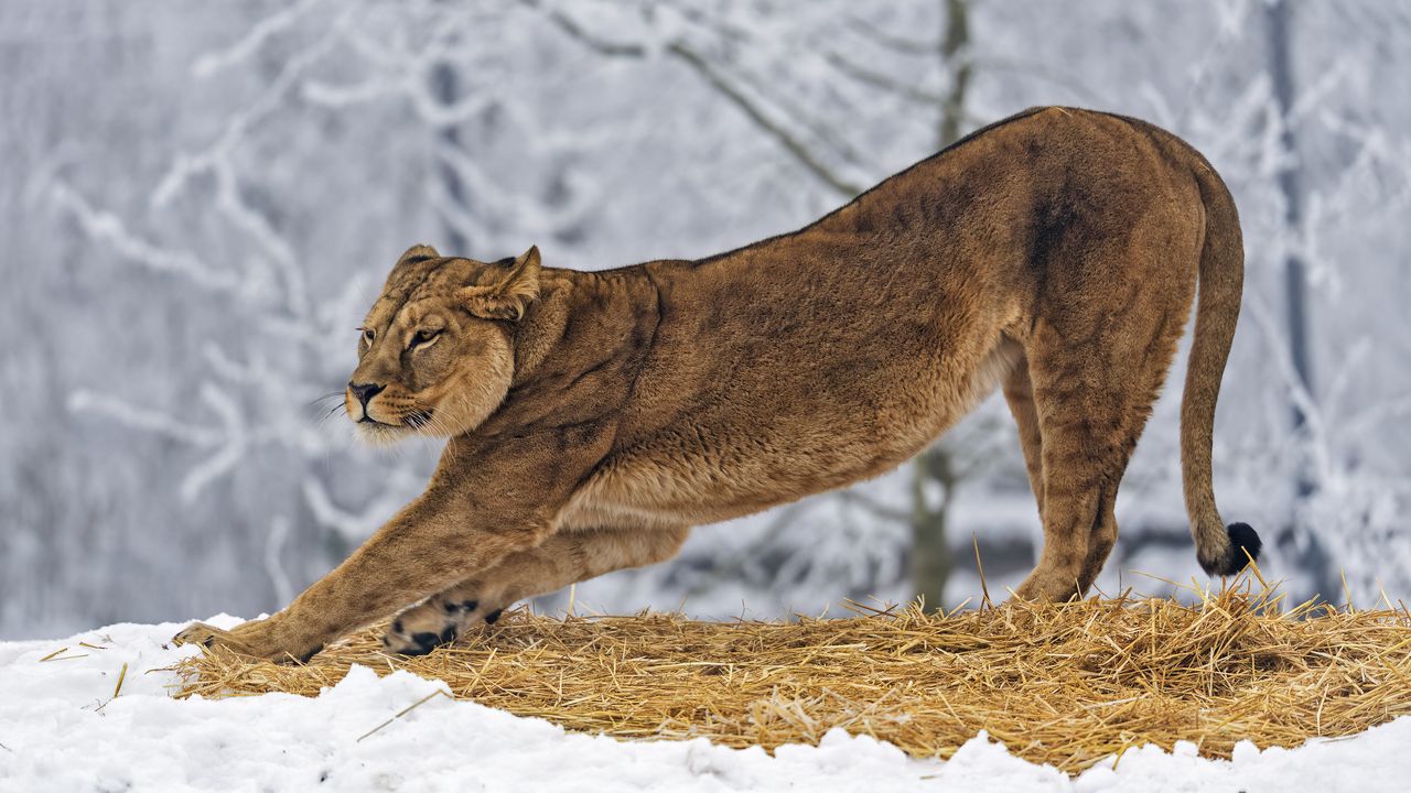 Обои львица, хищник, большая кошка, поза, снег