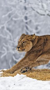 Превью обои львица, хищник, большая кошка, поза, снег