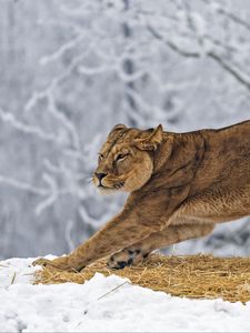 Превью обои львица, хищник, большая кошка, поза, снег