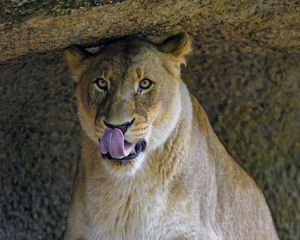 Превью обои львица, хищник, большая кошка, взгляд, высунутый язык