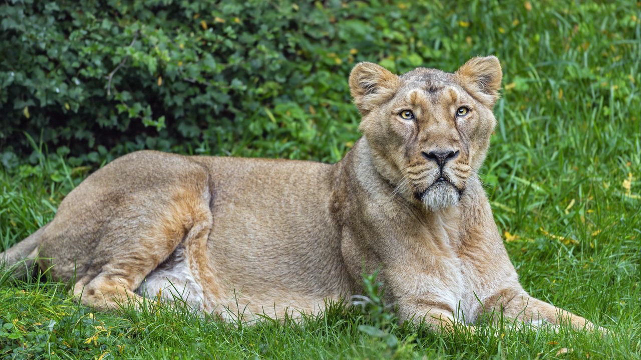 Обои львица, хищник, большая кошка, поза, трава