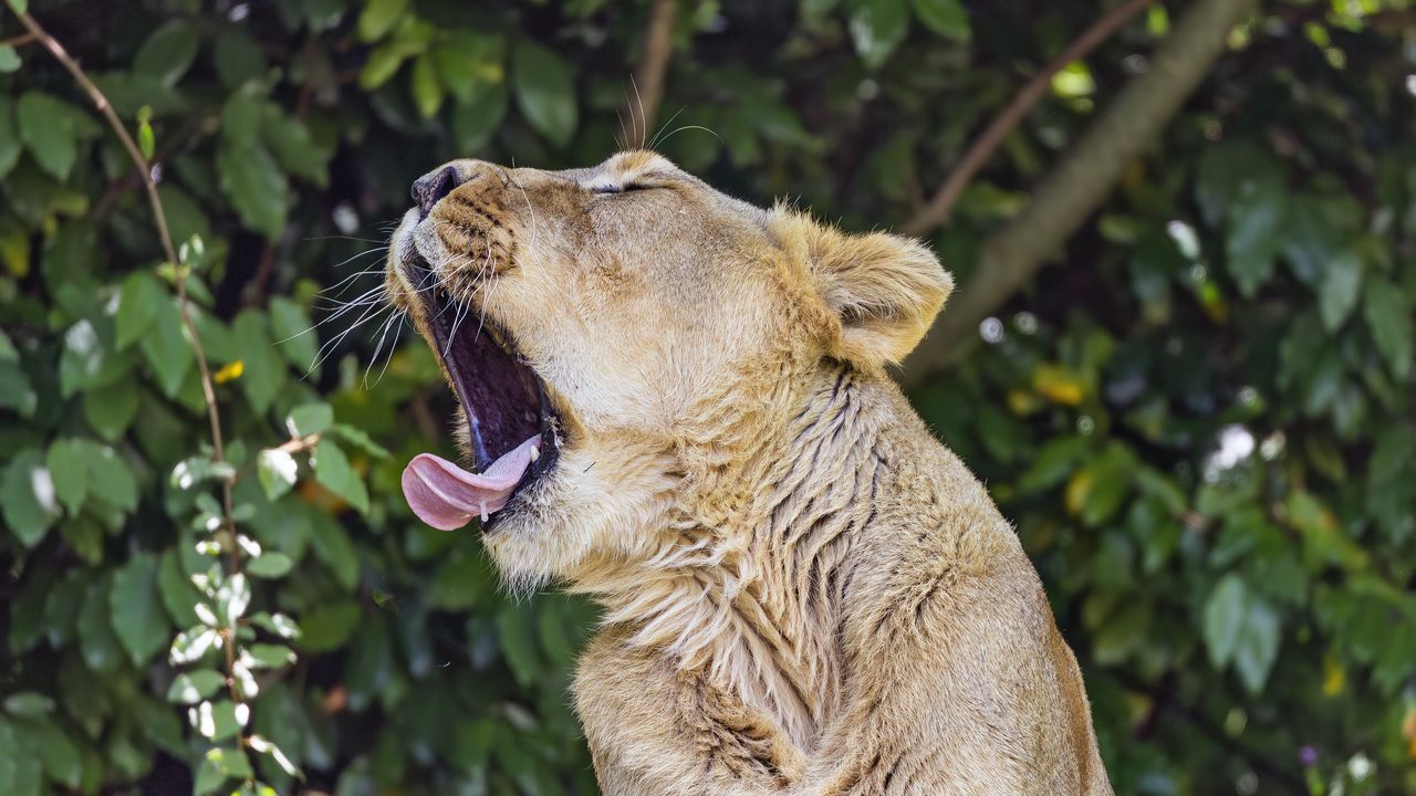 Обои львица, хищник, дикое животное, высунутый язык