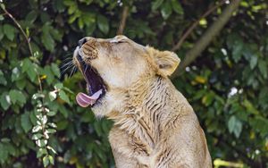 Превью обои львица, хищник, дикое животное, высунутый язык